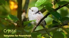  Presentation with natural - Amazing slide set having long-tailed-tit-in-natural backdrop and a tawny brown colored foreground