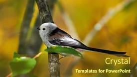  Presentation with natural - Colorful slide deck enhanced with long-tailed-tit-in-natural backdrop and a tawny brown colored foreground