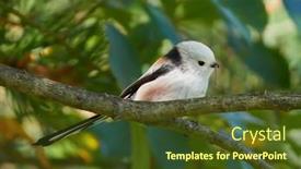  Presentation with natural - Amazing presentation theme having long-tailed-tit-in-natural backdrop and a tawny brown colored foreground