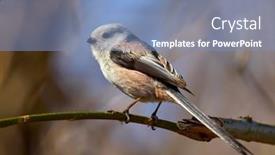  Presentation with natural - Slide set enhanced with long-tailed-tit-in-natural background and a  colored foreground