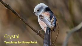  Presentation with natural - PPT theme with long-tailed-tit-in-natural background and a tawny brown colored foreground