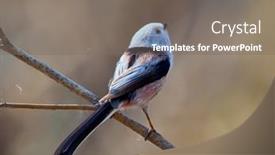  Presentation with natural - Theme with long-tailed-tit-in-natural background and a gray colored foreground