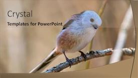  Presentation with natural - Presentation theme featuring long-tailed-tit-in-natural background and a coral colored foreground