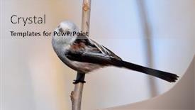  Presentation with natural - Cool new slide deck with long tailed tit in natural habitat aegithalos caudatus backdrop and a soft green colored foreground