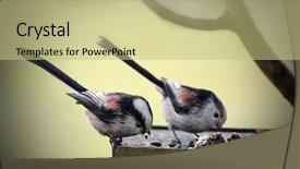  Presentation with bird - Slides enhanced with long-tailed titmouse in bird background and a mint green colored foreground