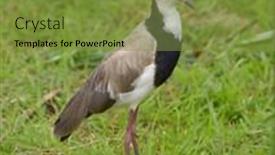  Presentation with national - Slides enhanced with long-toed-lapwing-vanellus-spinosus background and a gold colored foreground