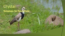  Presentation with national - Colorful slides enhanced with long-toed-lapwing-vanellus-spinosus backdrop and a tawny brown colored foreground