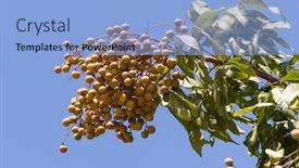  Presentation with green tree - Presentation design having longan-on-the-green-tree background and a light blue colored foreground