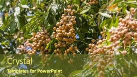  Presentation with green tree - Presentation featuring longan-on-the-green-tree background and a tawny brown colored foreground