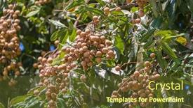 Presentation with green tree - Cool new presentation design with longan-on-the-green-tree backdrop and a tawny brown colored foreground