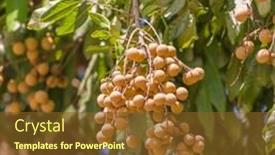  Presentation with green tree - Amazing presentation having longan-on-the-green-tree backdrop and a tawny brown colored foreground