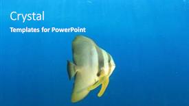 Presentation with blue water - Slide set enhanced with longfin-spadefish-batfish-fish background and a teal colored foreground