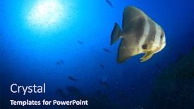  Presentation with divers - Amazing PPT theme having longfin-spadefish-fish-and-scuba backdrop and a dark gray colored foreground