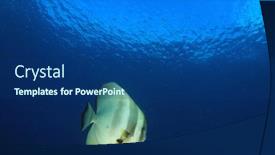  Presentation with underwater - Audience pleasing PPT layouts consisting of longfin-spadefish-fish-underwater backdrop and a ocean colored foreground