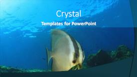  Presentation with underwater - Slide deck featuring longfin-spadefish-fish-underwater background and a teal colored foreground