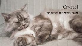  Presentation with young grey maine coon cat - Beautiful theme featuring longhair-grey-cat-sleeping backdrop and a light gray colored foreground