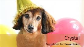  Presentation with dachshund - Audience pleasing PPT theme consisting of longhaired dachshund in a birthday hat backdrop and a gold colored foreground