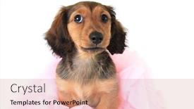  Presentation with pink 80s disco 3d - Theme with longhaired-dachshund-puppy-wearing background and a coral colored foreground
