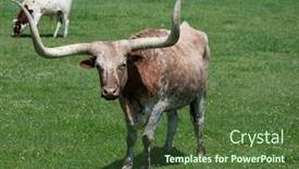  Presentation with pasture - Cool new slides with bull in a pasture grazing backdrop and a tawny brown colored foreground