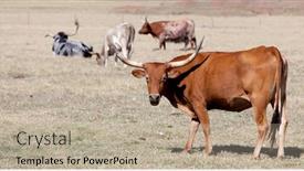  Presentation with pasture - Audience pleasing slide deck consisting of bull in a pasture grazing backdrop and a mint green colored foreground