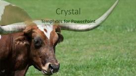  Presentation with pasture - Cool new slides with bull in a pasture grazing backdrop and a seafoam green colored foreground