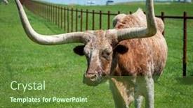  Presentation with ranch - Colorful PPT theme enhanced with longhorn-cattle-on-pasture backdrop and a tawny brown colored foreground