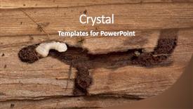  Presentation with larva - Slide set enhanced with longhorned beetle larva cerambycidae sp background and a coral colored foreground