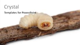 Presentation with larva - Slide deck with longhorned beetle larva cerambycidae sp on twig in front of white background background and a white colored foreground