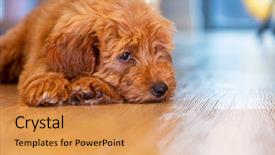  Presentation with sad - Presentation theme enhanced with longing - cute labradoodle puppy dog laying background and a gold colored foreground