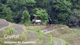  Presentation with rice fields - 