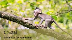  Presentation with movement - Colorful PPT layouts enhanced with longtailed macaque baby in movement backdrop and a yellow colored foreground