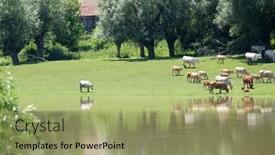  Presentation with cattle - Cool new PPT layouts with lonjsko-polje-croatia-june-18 backdrop and a mint green colored foreground