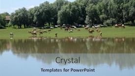  Presentation with cattle - Theme featuring lonjsko-polje-croatia-june-18 background and a light blue colored foreground