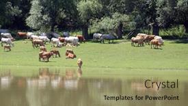  Presentation with cattle - 