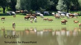  Presentation with cattle - 