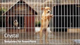  Presentation with dog shelter - Slide set having pet adoption - lonly abandoned puppy leaning background and a coral colored foreground