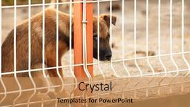  Presentation with dog shelter - Presentation theme having pet adoption - lonly and sad abandoned puppy background and a coral colored foreground