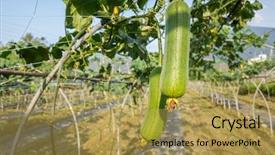  Presentation with farm aimal - Colorful presentation theme enhanced with loofah farm in the daytime backdrop and a  colored foreground