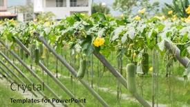  Presentation with taiwan - Colorful presentation design enhanced with loofah-farm-in-the-daytime backdrop and a seafoam green colored foreground