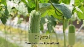  Presentation with farm - Audience pleasing slide set consisting of loofah-farm-in-the-daytime backdrop and a yellow colored foreground