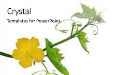  Presentation with isolated fall oak leaf - PPT layouts enhanced with loofah luffa flower and leaf background and a white colored foreground