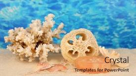  Presentation with color - Amazing slides having loofah-on-color-background backdrop and a coral colored foreground