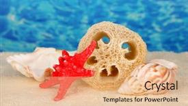  Presentation with color - Presentation theme having loofah-on-color-background background and a coral colored foreground