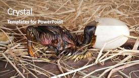  Presentation with last days timeplates - Presentation theme consisting of look back in its egg background and a coral colored foreground