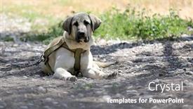  Presentation with leash - Theme featuring look-of-serious-dog background and a gray colored foreground