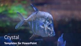  Presentation with marine - Slide set featuring lookdown-selene-vomer-marine-fish background and a navy blue colored foreground