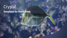  Presentation with marine - Amazing slide deck having lookdown-selene-vomer-marine-fish backdrop and a ocean colored foreground