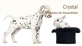  Presentation with healthy workplace full length side view - Slides having looking at a spotted rabbit background and a cream colored foreground