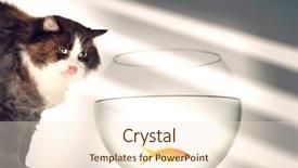  Presentation with goldfish - Audience pleasing PPT layouts consisting of fishbowls - cat looking at goldfish backdrop and a cream colored foreground