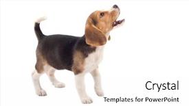  Presentation with cute nursing anime - Audience pleasing PPT theme consisting of briquettes - cute purebred beagle looking backdrop and a white colored foreground